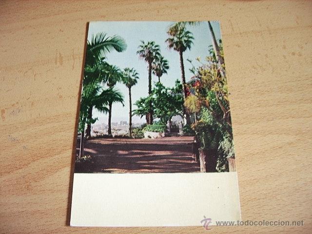 Postales: TENERIFE  -- PALMERAS  -- - Foto 1
