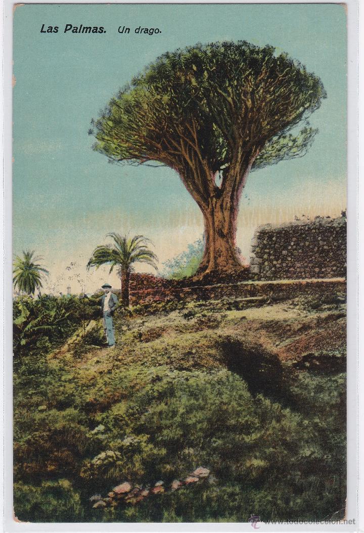 Postales: POSTAL DE LAS PALMAS - UN DRAG&Oacute; - Foto 1