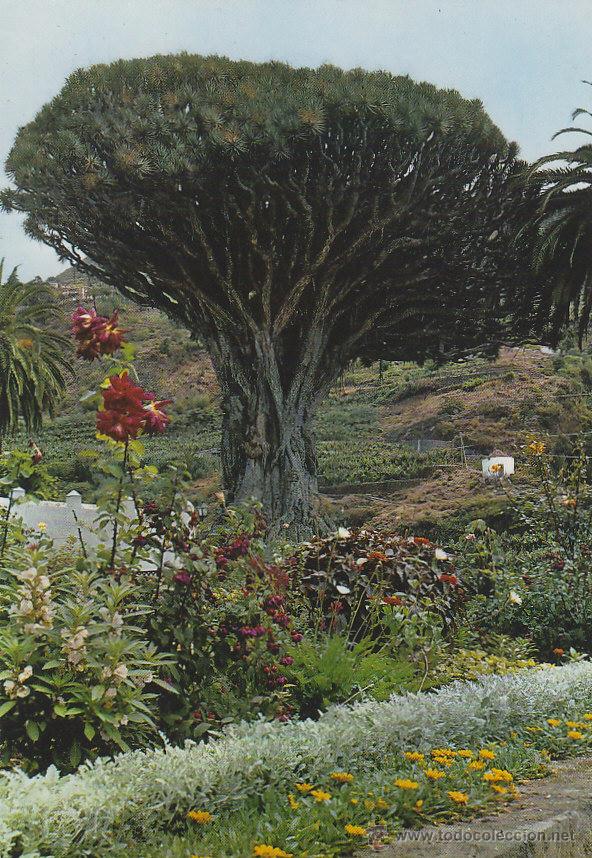 Postales: ICOD (TENERIFE), EL DRAGO MILENARIO - Foto 1