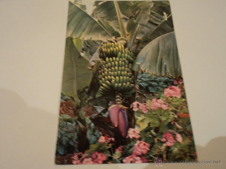 Postales: GRAN CANARIAS PLATANERAS - Foto 1