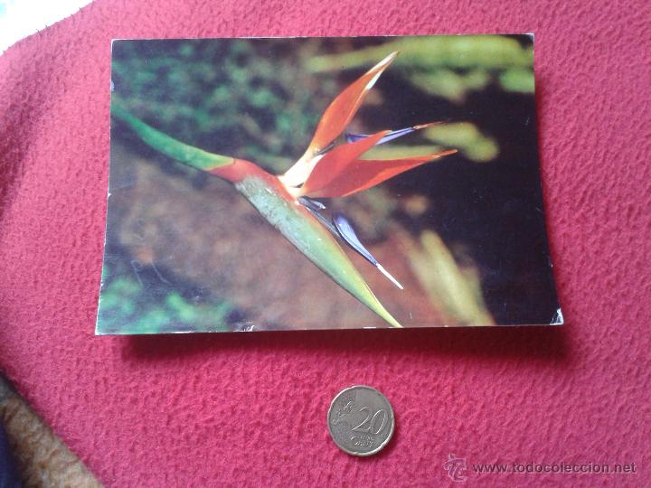 Postales: POSTAL POST CARD 6040 GRAN CANARIA ESTERLITZIA. FLOR. FLORES. ISLAS CANARIAS ESPA&Ntilde;A VER FOTO Y DESCR