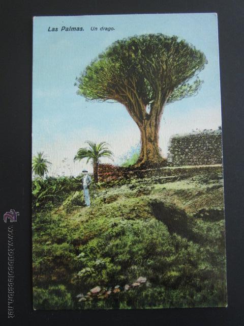 Postales: POSTAL LAS PALMAS. UN DRAGO. - Foto 1