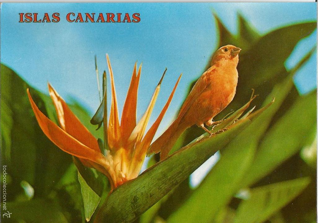 Postales: ISLAS CANARIAS, STRELITZIA REGINAE, FLOR T&Iacute;PICA CANARIA - COLECCION PERLA N&ordm; 5078 - SIN CIRCULAR
