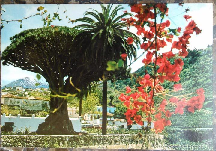 Postales: ICOD DE LOS VINOS - EL DRAGO MILENARIO - Foto 1