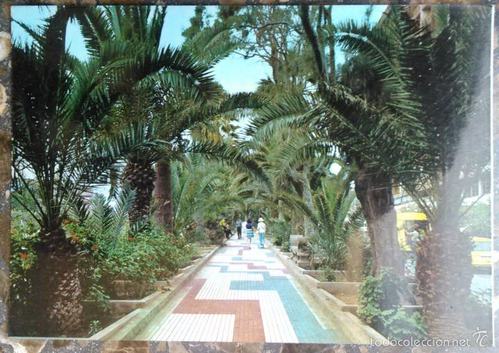 Postales: PUERTO DE LA CRUZ - PASEO DE PALMERAS