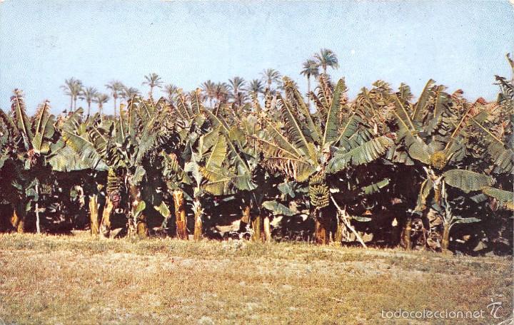 Postales: LAS PALMAS.- PLATANALES