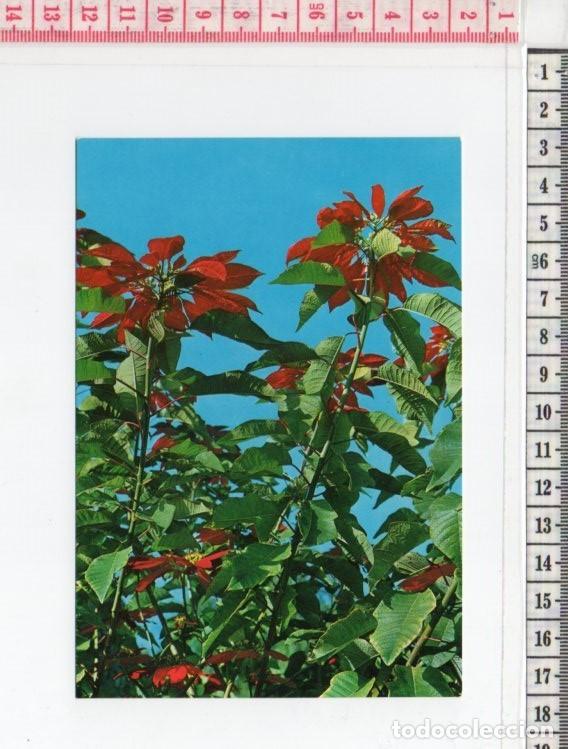 Postales: 23.411 TARJETA POSTAL, FLORES, LAS PALMAS DE GRAN CANARIA, ISLAS CANARIAS