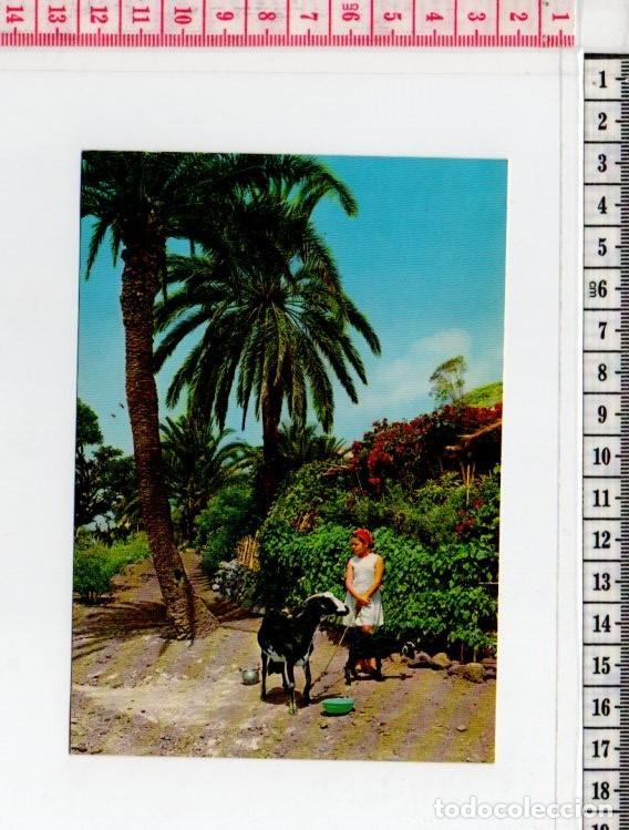 Postales: 23.682 TARJETA POSTAL, PAISAJE TIPICO, LAS PALMAS DE GRAN CANARIA, ISLAS CANARIAS