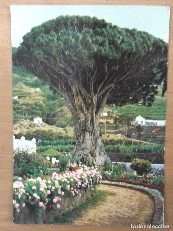 Postales: ICOD DE LOS VINOS - EL DRAGO MILENARIO - Foto 1