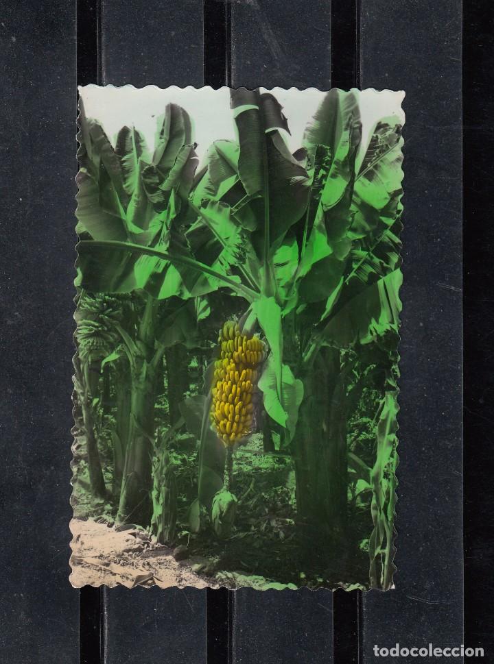 Postcards: 96 SANTA CRUZ DE TENERIFE. PLATANERAS