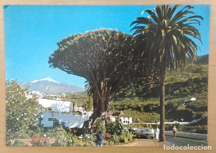 Postales: ICOD - DRAGO MILENARIO - Foto 1