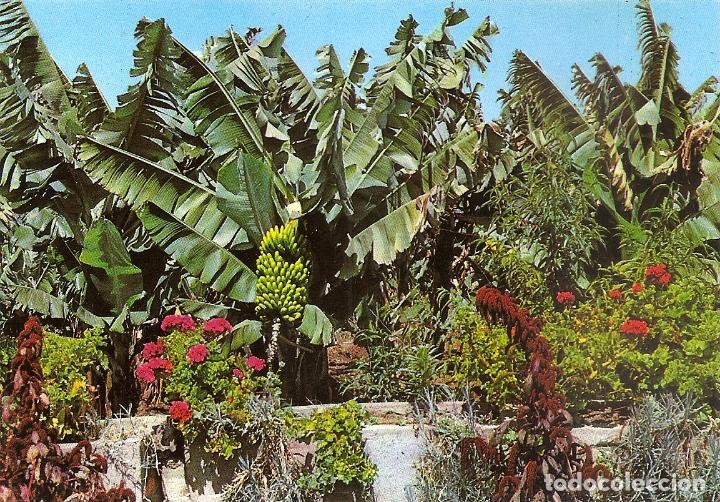 Postais: ISLAS CANARIAS - FLORES Y PLATANERAS (A&Ntilde;OS 60)