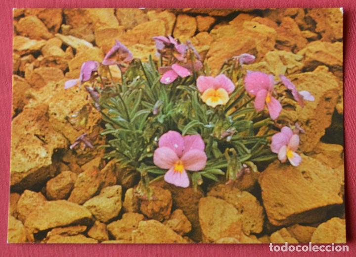 Postales: VIOLETA DEL TEIDE - TENERIFE - Foto 1