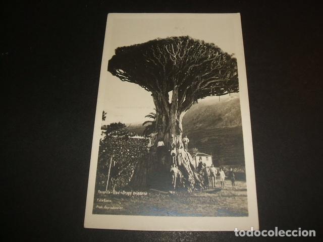 Postales: ICOD TENERIFE DRAGO MILENARIO - Foto 1