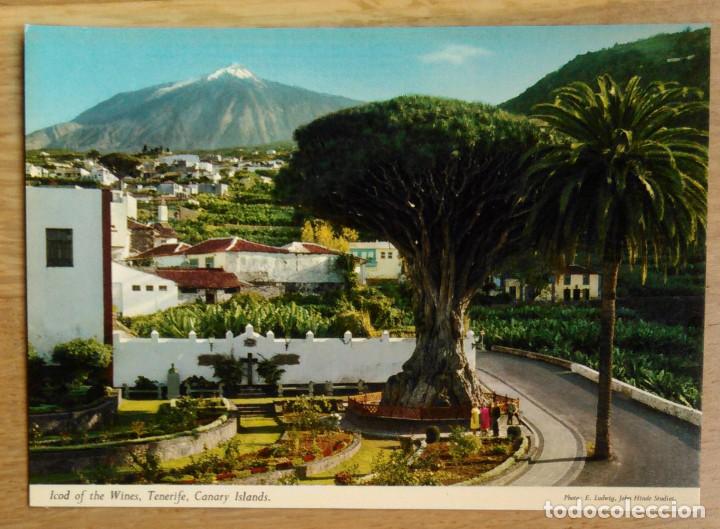 Postales: TENERIFE - ICOD DE LOS VINOS - Foto 1