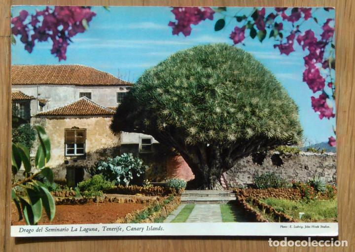 Cartoline: LA LAGUNA DRAGO DEL SEMINARIO DE LA LAGUNA