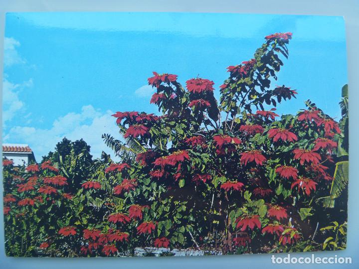 Postcards: POSTAL DE LAS ISLAS CANARIAS : FLORES .. A&Ntilde;OS 60
