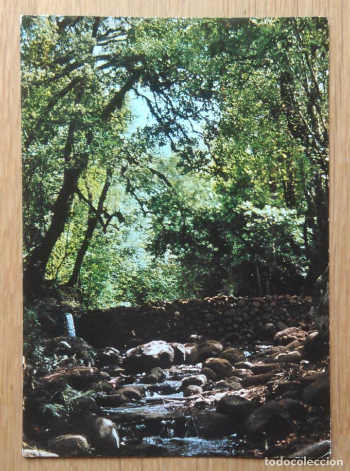Postales: GOMERA - BOSQUE DEL CEDRO - Foto 1