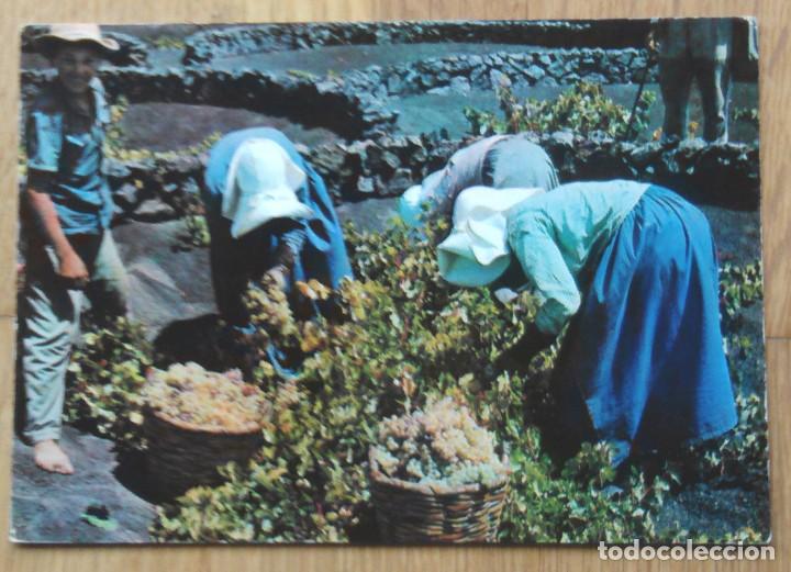 Postales: LANZAROTE - VENDIMIA - Foto 1