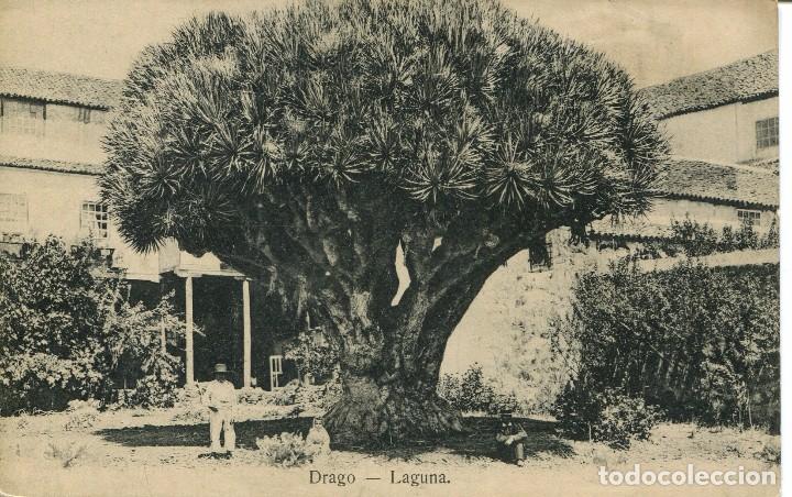 Postales: LA LAGUNA-DRAGO - Foto 1