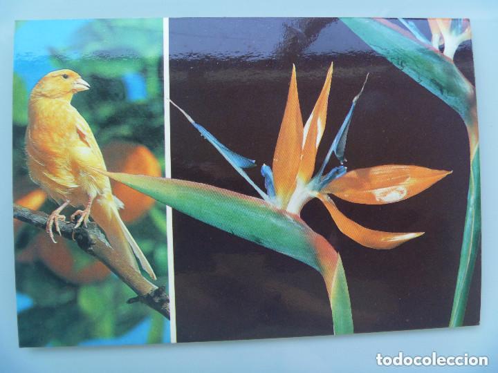 Postales: POSTAL DE LAS ISLAS CANARIAS : FLORA CANARIA  .. A&Ntilde;OS 60