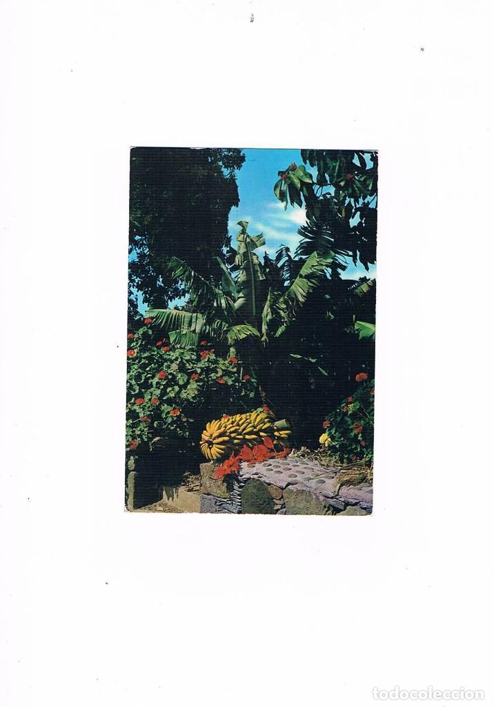 Postales: POSTAL ANTIGUA CANARIAS SIN CIRCULAR ISLAS CANARIAS PLATANOS Y FLORES