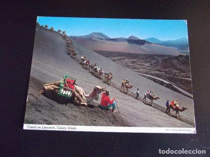 Postales: CANARIAS-V46-NO ESCRITA-LANZAROTE-CAMELLOS