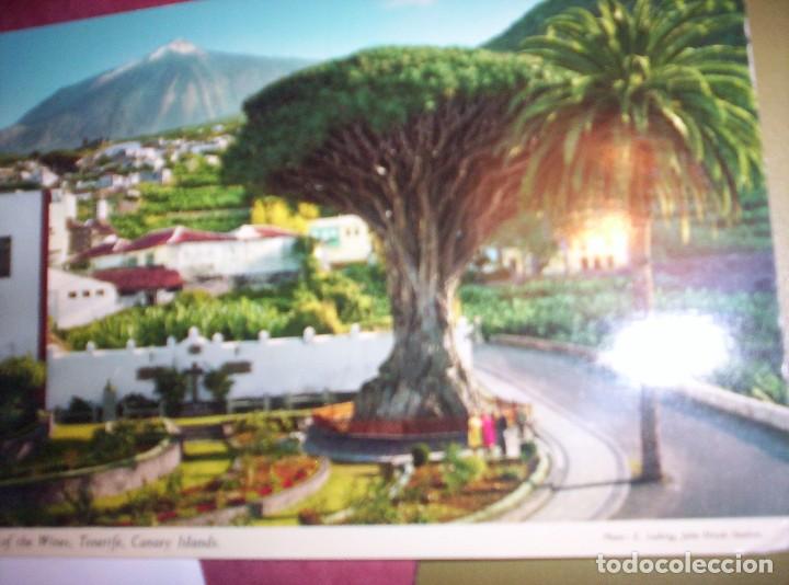 Postales: ICOD DE LOS VINOS - Foto 1