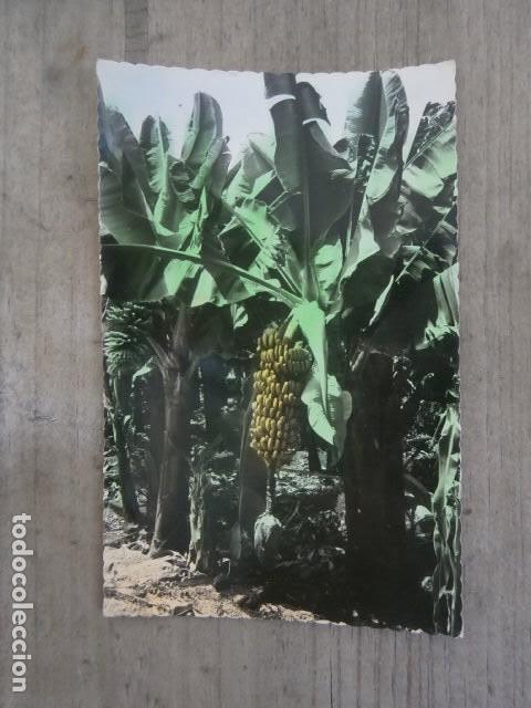 Cartes Postales: Postal santa cruz de tenerife,plataneras