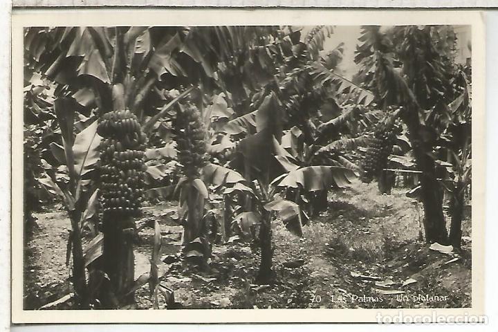Postales: LAS PALMAS PLATANAR ESCRITA - Foto 1
