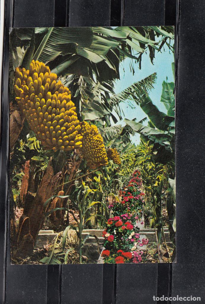 Postales: 1.172 - GRAN CANARIA. PLANTACIONES DE PL&Aacute;TANOS