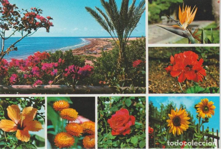 Postales: (10683) GRAN CANARIA. FLORES