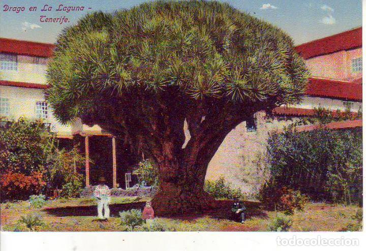 Postales: Tenerife - La laguna - DRAGO - Foto 1