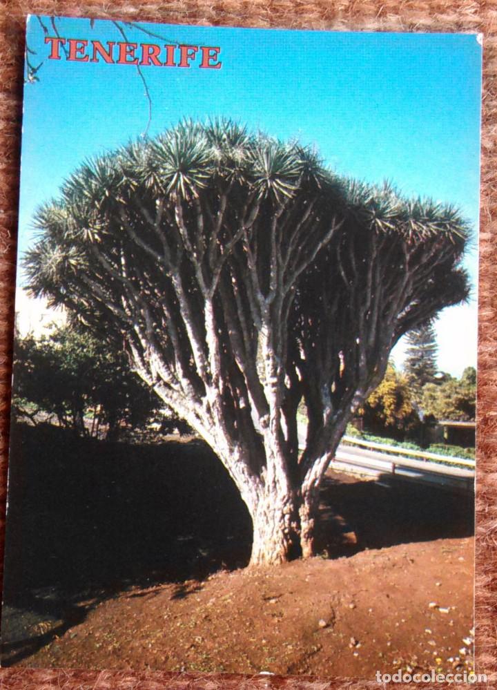 Postales: TACORONTE - EL DRAGO - Foto 1