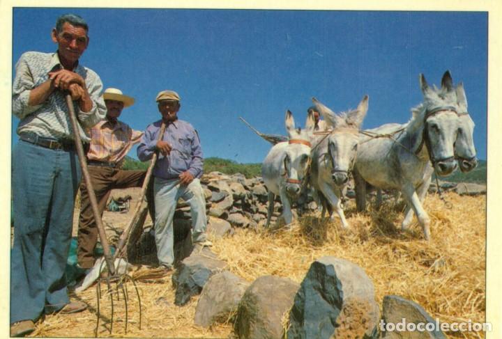 Postales: LANZAROTE. FAENA DE LA TRILLA. EDITADA EN 1984. - Foto 1