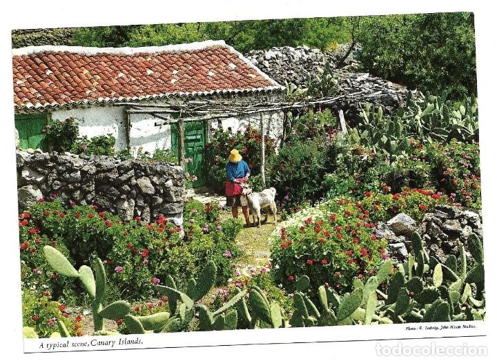 Cartes Postales: CANARIAS A TYPICAL SCENE , CANARY ISLANDS .- FOTO E. LUDWIG
