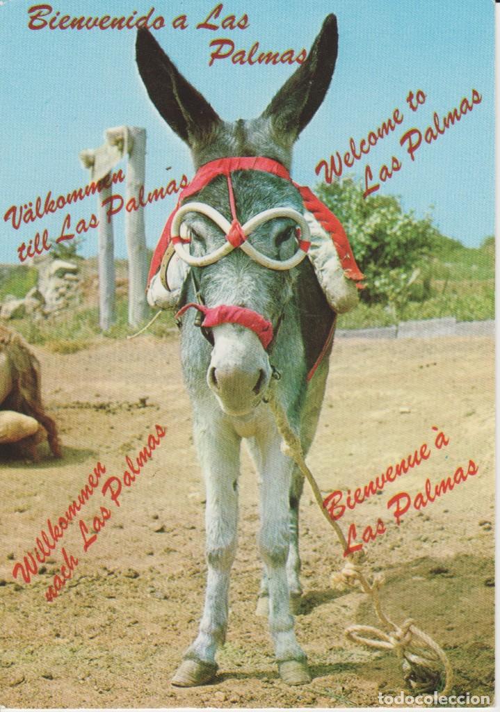 Postales: (5095) GRAN CANARIA. BURRITO