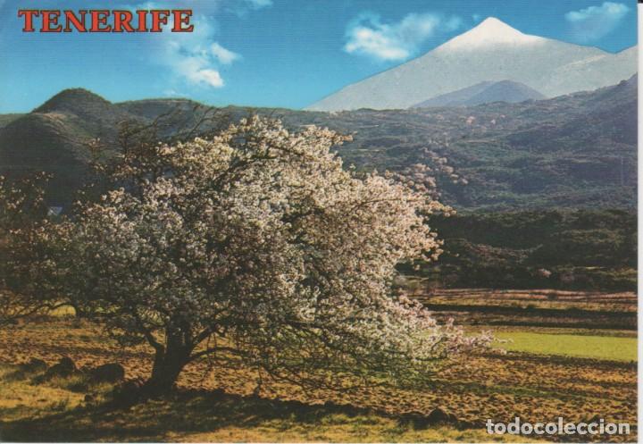Postales: (4121) TENERIFE. ALMENDRO EN FLOR - Foto 1