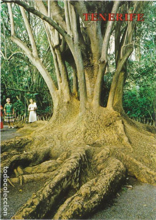 Cartes Postales: puerto de la cruz, jardin botanico, tenerife