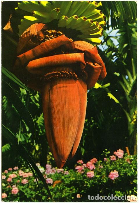 Postcards: N&ordm; 2141 - FLORES DE CANARIAS. Sin circular. Ed. GASTEIZ.