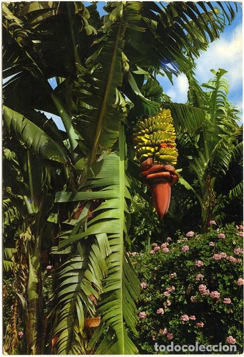 Postcards: N&ordm; 2636 - ISLAS CANARIAS. Flores y plataneras. Sin circular. Ed. GASTEIZ.