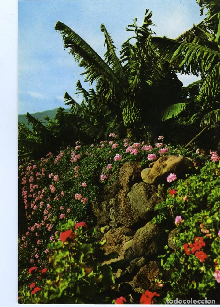 Postales: N&ordm; 2110 - LAS PALMAS DE GRAN CANARIA. Plataneras y Geranios. Sin circular. Ed. ARRIBAS.