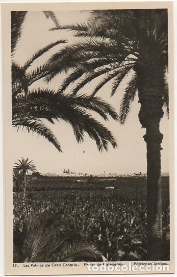 Postales: POSTAL DE CANARIAS. GRAN CANARIA. FINCAS DE BANANERAS   P-CAN-734