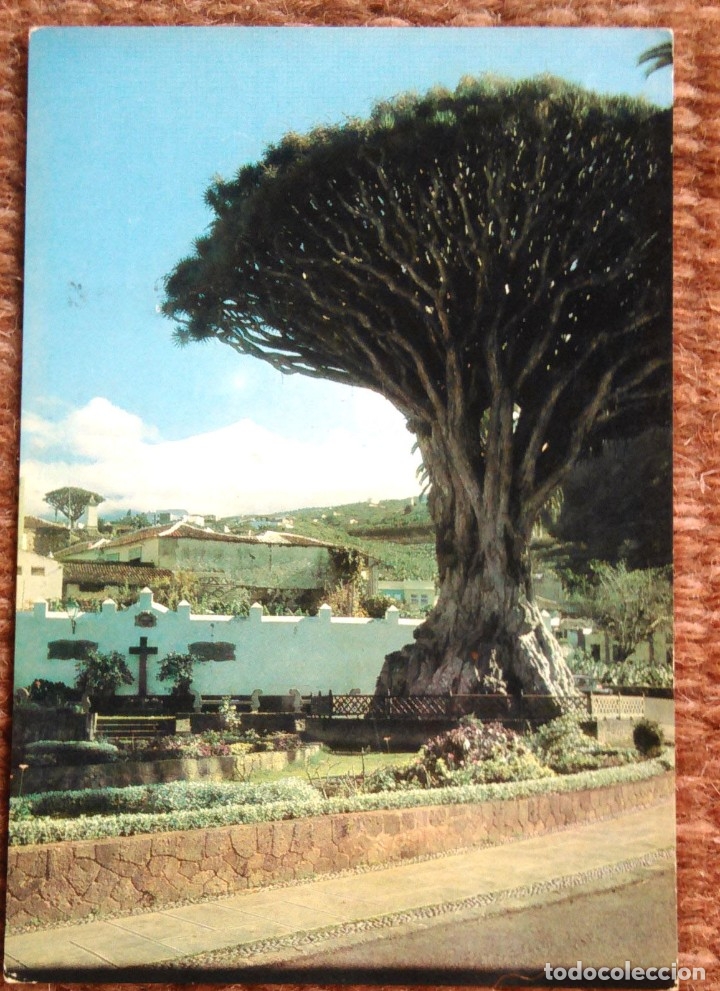 Postales: TENERIFE - DRAGO MILENARIO - Foto 1
