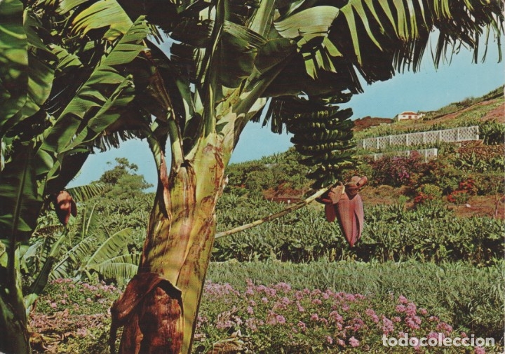 Cartes Postales: (20012) ISLAS CANARIAS. PLATANERAS EN LA COSTA NORTE