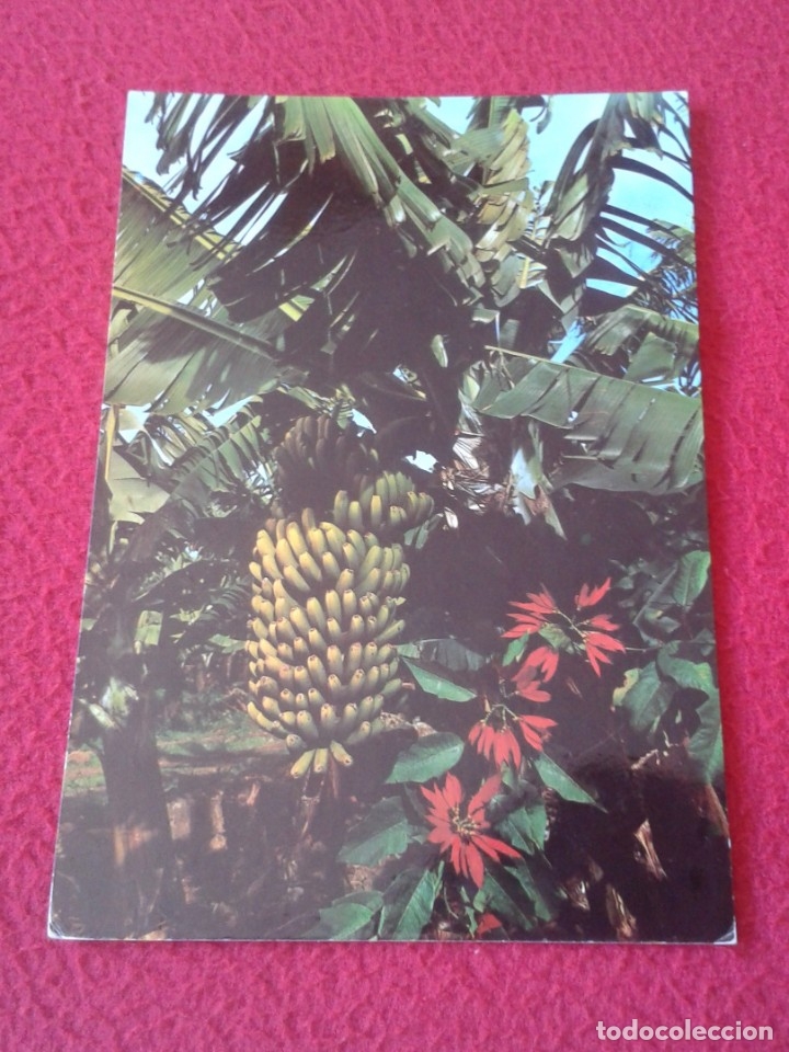 Postais: POSTAL POST CARD ISLAS CANARIAS CANARY ISLANDS PLATANERAS Y BANANAS ESPAGNE SPAIN PLANTATIONS VER FO