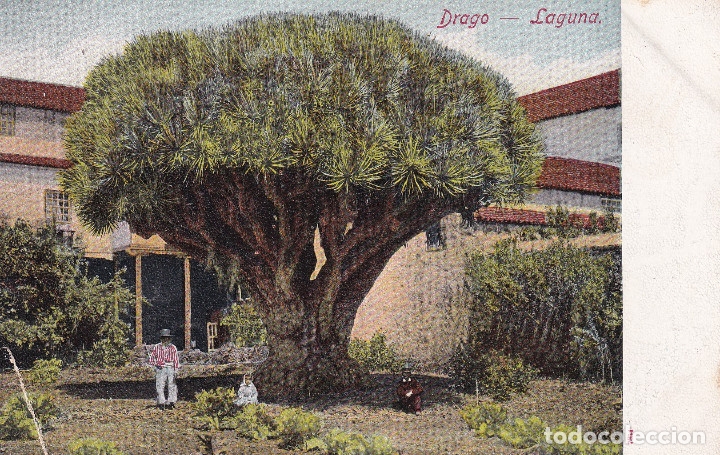 Postales: TENERIFE LA LAGUNA  EL DRAGO - Foto 1