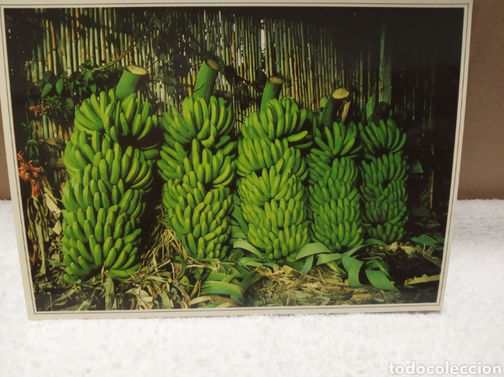 Postales: Pl&aacute;tanos Tenerife - Foto 1