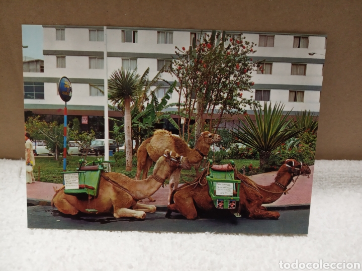 Postales: Camellos - Foto 1
