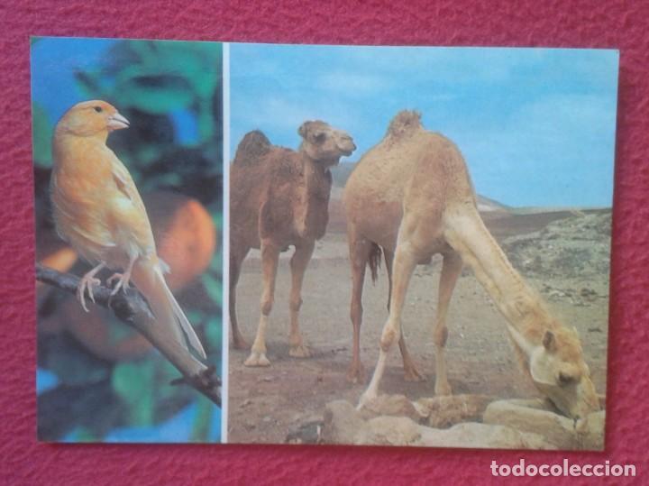 Postais: POSTAL POST CARD ISLAS CANARIAS CANARY ISLANDS SPAIN CAMELLOS EN EL ABREVADERO CAMELS DRINKING...VER